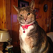 Willow joined the competition — help win amazing prizes! bell, cat, collar, ears, eyes, feline, furniture, gray, home, indoor, lamp, orange, pet, portrait, sitting, tabby, trophy, whiskers, white, wood_paneling