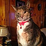 bell, cat, collar, ears, eyes, feline, furniture, gray, home, indoor, lamp, orange, pet, portrait, sitting, tabby, trophy, whiskers, white, wood_paneling