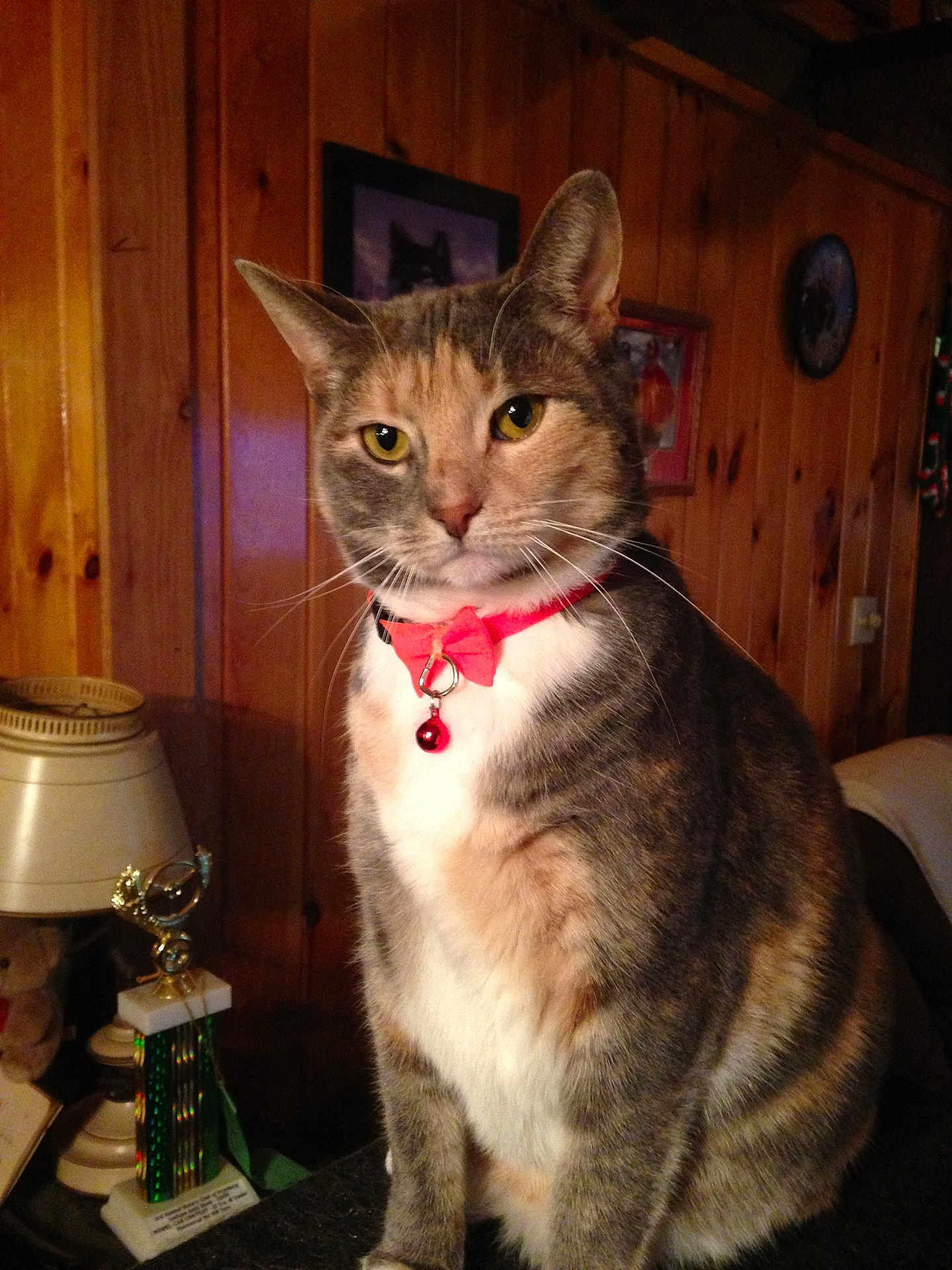 Willow