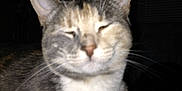 Willow joined the competition — help win amazing prizes! animal, cat, closeup, cute, domestic, ears, eyes_closed, face, feline, flash, fur, furry, indoor, muzzle, pet, portrait, resting, sleepy, tabby, whiskers
