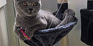 Stormy is registered to the contest to win money with this photo: cat, gray_cat, cat_tree, hammock, toy, indoor, pet, feline, plush, relaxed, curious, wide_eyes, claws, sitting, floor, window, rope, scratching_post, fur, playful