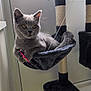 cat, gray_cat, cat_tree, hammock, toy, indoor, pet, feline, plush, relaxed, curious, wide_eyes, claws, sitting, floor, window, rope, scratching_post, fur, playful