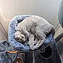Stormy joined the competition — help win amazing prizes! cat, gray_cat, cat_bed, cat_tower, pet, indoor, feline, fur, sleeping, cozy, curious, toy, food_bowl, kibble, home, pet_care, resting, soft, cute, animal