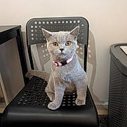 Stormy is registered to the contest to win money with this photo: cat, gray_cat, pet, animal, sitting, chair, indoor, collar, pink_collar, feline, looking, curious, fur, whiskers, ears, floor, wall, domestic_cat, cute, portrait