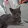 Stormy is registered to the contest to win money with this photo: cat, grey_cat, pet, indoor, bed, zebra_print, plush_toy, radiator, window, curtains, stacked_boxes, cozy, furniture, collar, whiskers, ears, paws, resting, looking_at_camera, home