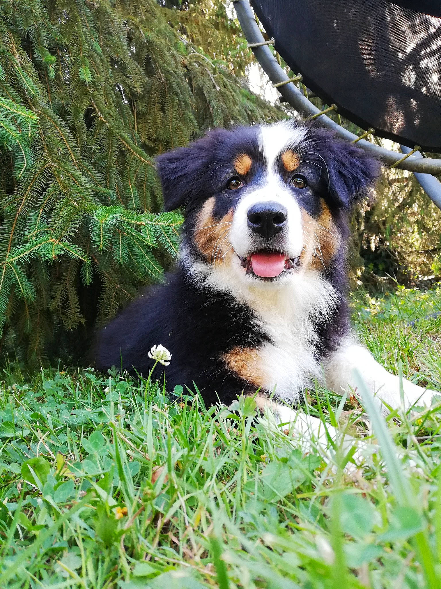 Truffe a rejoint le concours — aidez-le/la à gagner de superbes lots ! bernese_mountain_dog, canidae, carnivore, companion_dog, dog, dog_breed, grass, groundcover, herding_dog, people_in_nature, plant, snout, sporting_group, terrestrial_animal, terrestrial_plant, tree, whiskers, working_dog