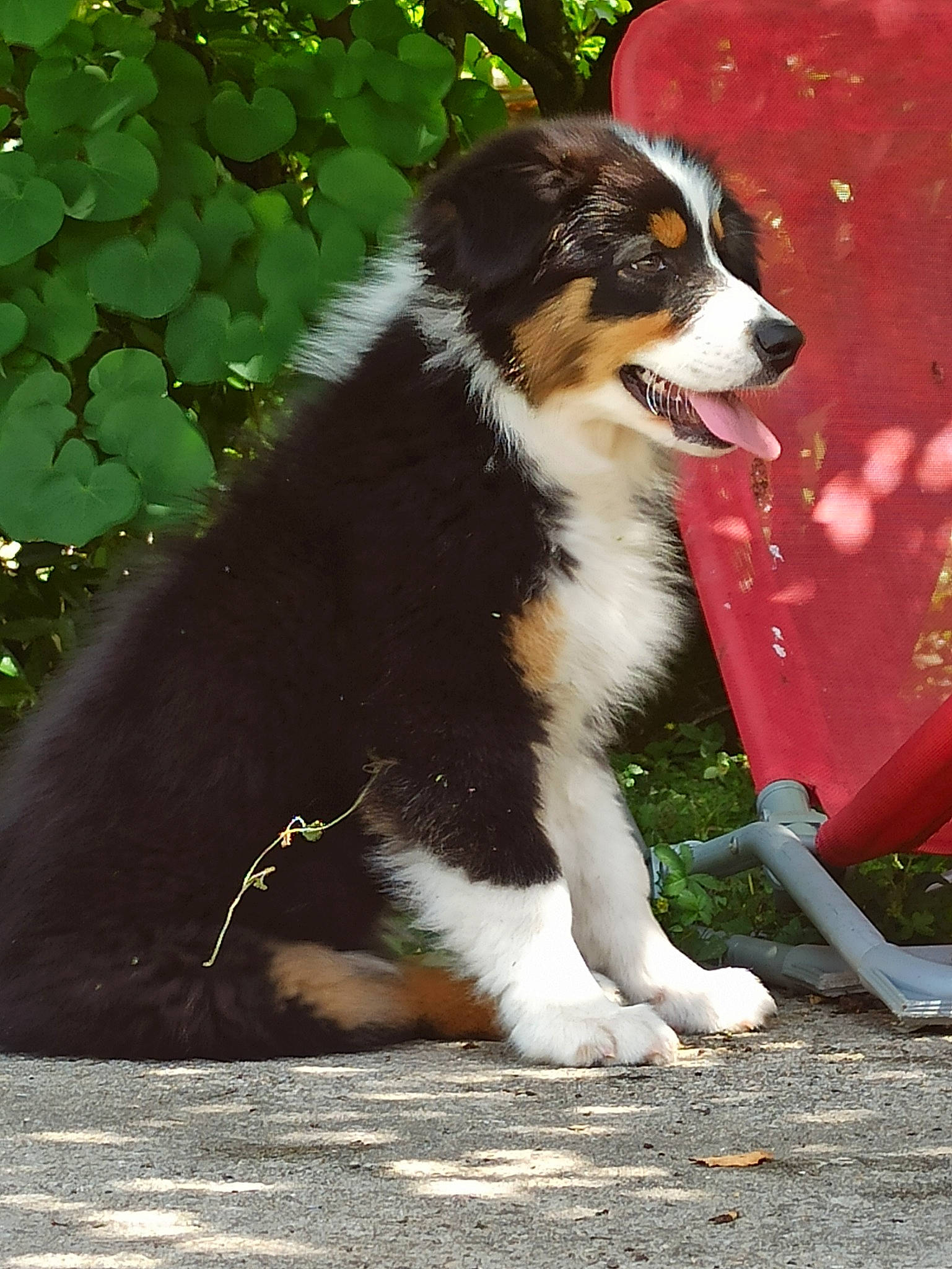 Truffe participe au concours pour gagner de l'argent avec cette photo : ancient_dog_breeds, australian_collie, australian_shepherd, bernese_mountain_dog, border_collie, canidae, carnivore, companion_dog, dog, dog_breed, fur, grass, herding_dog, plant, snout, sporting_group, tail, terrestrial_animal, working_animal, working_dog