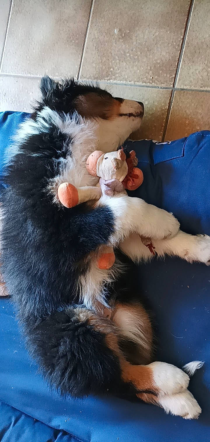 Truffe participe au concours pour gagner de l'argent avec cette photo : canidae, carnivore, claw, comfort, companion_dog, dog_breed, fawn, felidae, foot, fur, human_leg, lap, mammal, paw, small_to_medium_sized_cats, snout, stuffed_toy, tail, toy, whiskers