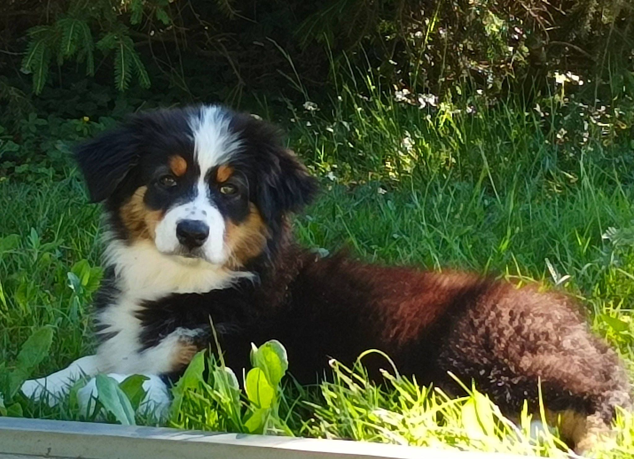 Truffe a rejoint le concours — aidez-le/la à gagner de superbes lots ! bernese_mountain_dog, canidae, carnivore, companion_dog, dog, dog_breed, grass, herding_dog, plant, snout, sporting_group, terrestrial_animal, tree, working_dog