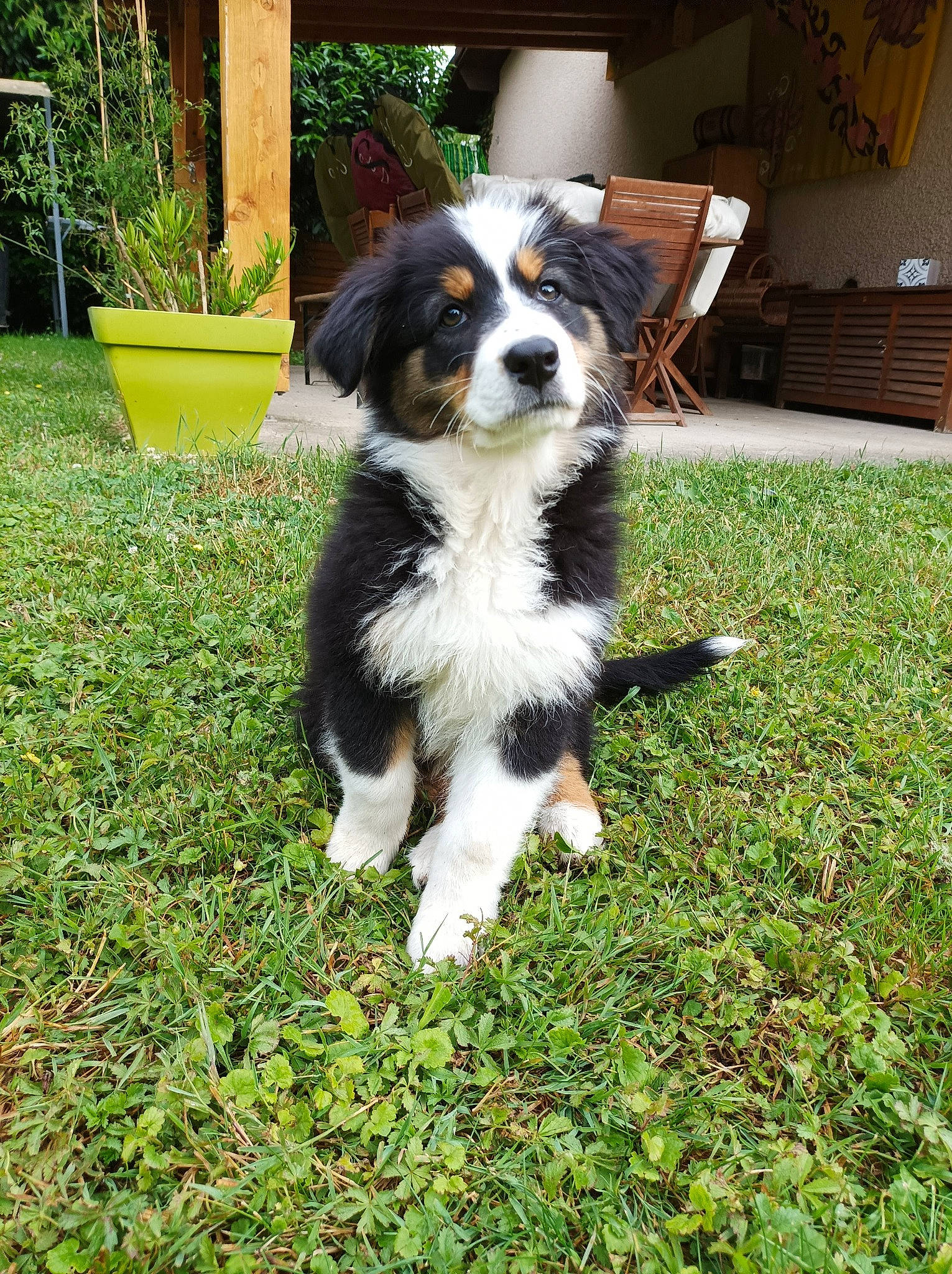 Truffe a rejoint le concours — aidez-le/la à gagner de superbes lots ! canidae, carnivore, chair, companion_dog, dog, dog_breed, flowerpot, garden, grass, groundcover, herding_dog, outdoor_furniture, plant, sporting_group, tail, terrestrial_animal, toy_dog, whiskers, working_dog, yard