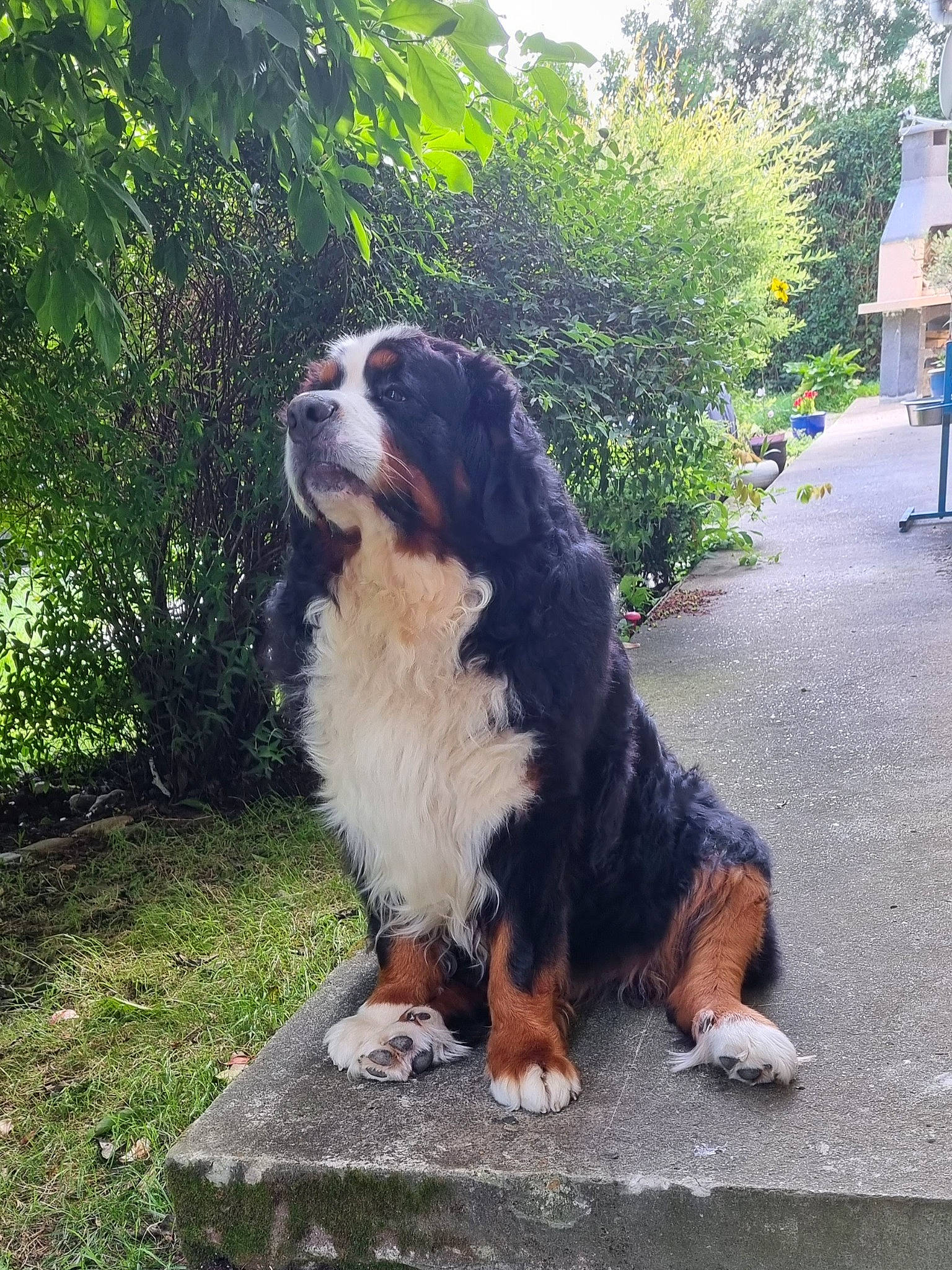 Rohan a rejoint le concours — aidez-le/la à gagner de superbes lots ! art, australian_shepherd, bernese_mountain_dog, canidae, carnivore, companion_dog, dog, dog_breed, fur, gaddi_kutta, grass, plant, sporting_group, tree, window, working_dog