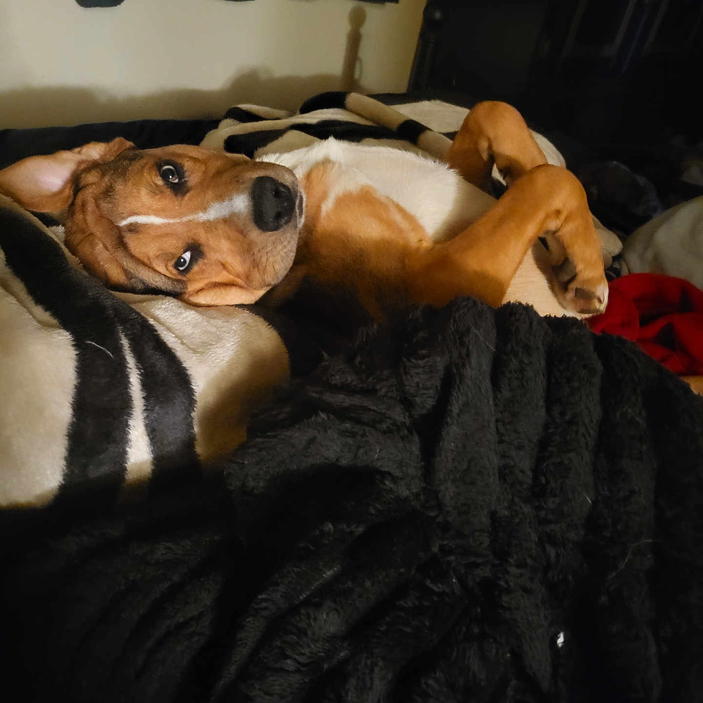 Aires joined the competition — help win amazing prizes! animal, bed, black, blanket, brown, canine, comfort, cozy, dog, fur, fur_pattern, indoor, lying_down, paw, pet, relaxed, resting, sleepy, warm, white