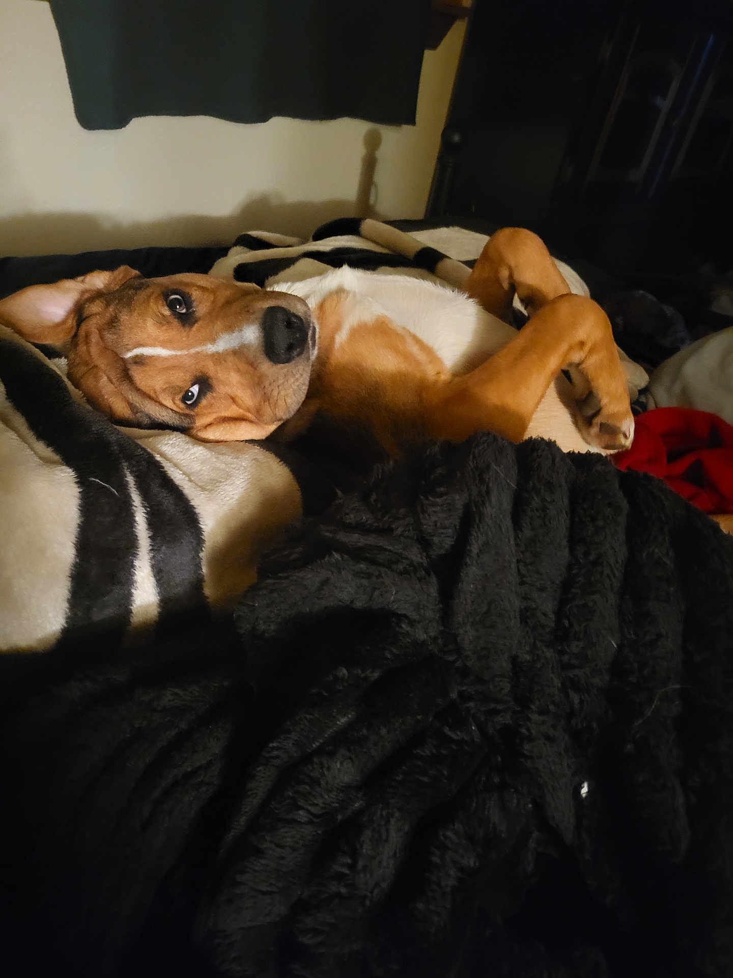 Aires joined the competition — help win amazing prizes! dog, bed, blanket, brown, white, black, fur, paw, lying_down, indoor, relaxed, pet, canine, cozy, comfort, resting, animal, fur_pattern, sleepy, warm