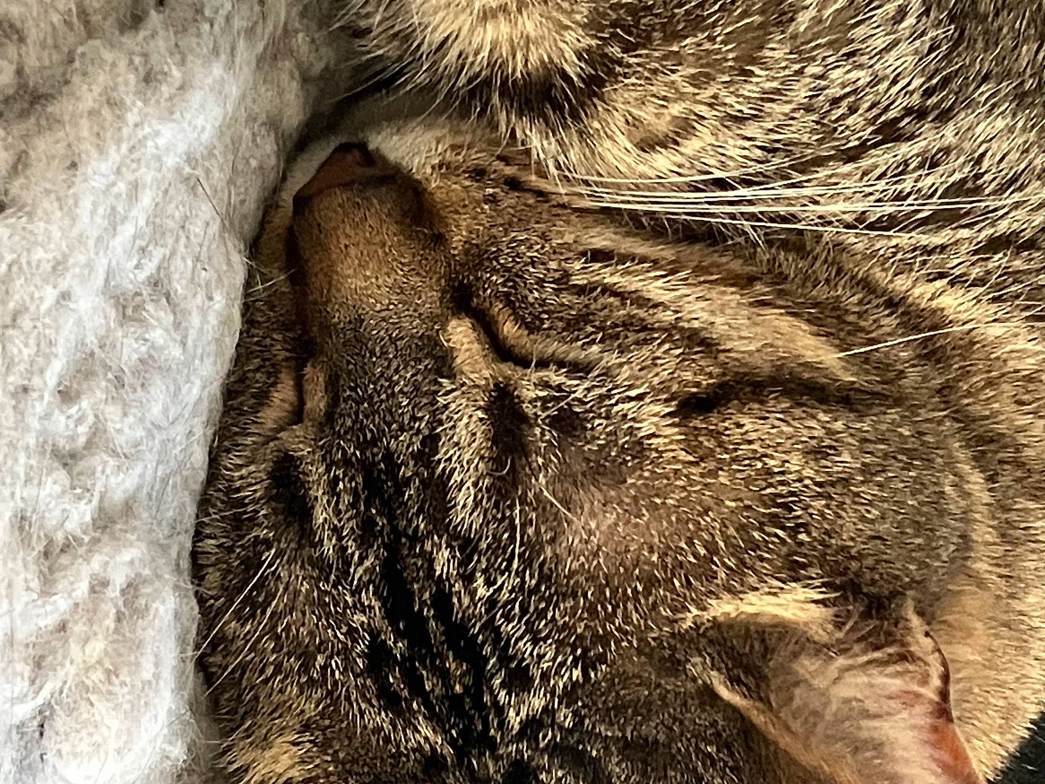 Raven a rejoint le concours — aidez-le/la à gagner de superbes lots ! big_cats, carnivore, cat, claw, close_up, domestic_short_haired_cat, fawn, felidae, fur, human_leg, pattern, paw, small_to_medium_sized_cats, snout, tail, terrestrial_animal, whiskers, wildlife, wood, wrinkle