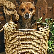 Max participe au concours pour gagner de l'argent avec cette photo : animal, basket, brown, cozy, cute, decor, dog, ears, eyes, face, fur, indoors, ivy, natural, pet, portrait, rope, sitting, small_dog, wooden_fence
