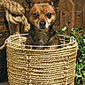animal, basket, brown, cozy, cute, decor, dog, ears, eyes, face, fur, indoors, ivy, natural, pet, portrait, rope, sitting, small_dog, wooden_fence