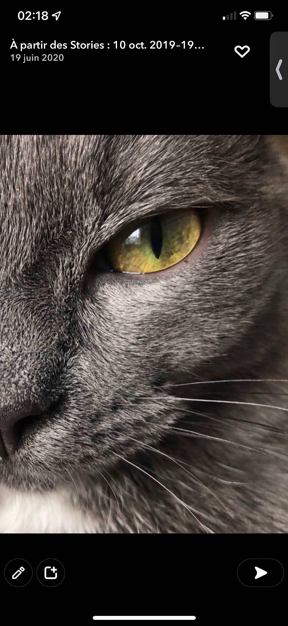 Guizmo participe au concours pour gagner de l'argent avec cette photo : black_cat, carnivore, cat, close_up, darkness, domestic_short_haired_cat, felidae, fur, grey, small_to_medium_sized_cats, snout, terrestrial_animal, whiskers, wildlife