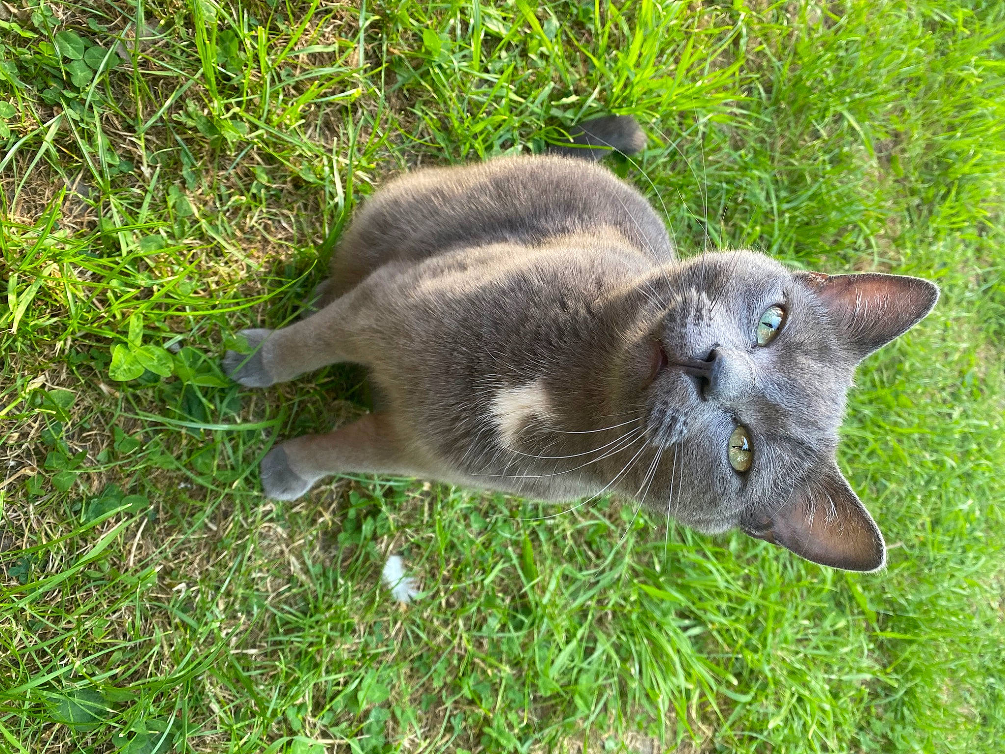 Guizmo participe au concours pour gagner de l'argent avec cette photo : black_cat, carnivore, cat, domestic_short_haired_cat, fang, felidae, fur, grass, groundcover, plant, russian_blue, small_to_medium_sized_cats, tail, terrestrial_animal, whiskers, working_animal