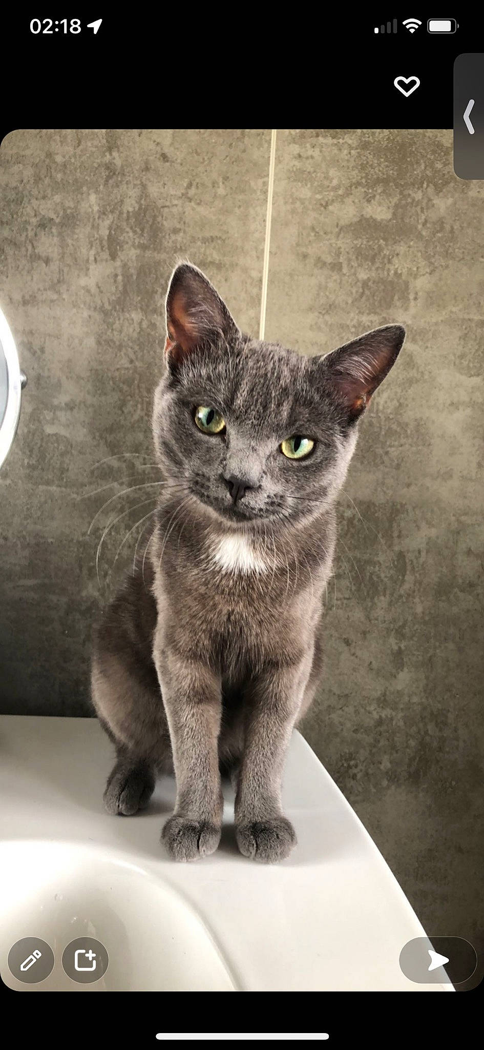 Guizmo a rejoint le concours — aidez-le/la à gagner de superbes lots ! carnivore, cat, curious, domestic_short_haired_cat, felidae, fur, grey, monochrome, monochrome_photography, paw, russian_blue, sitting, small_to_medium_sized_cats, snout, tail, terrestrial_animal, whiskers