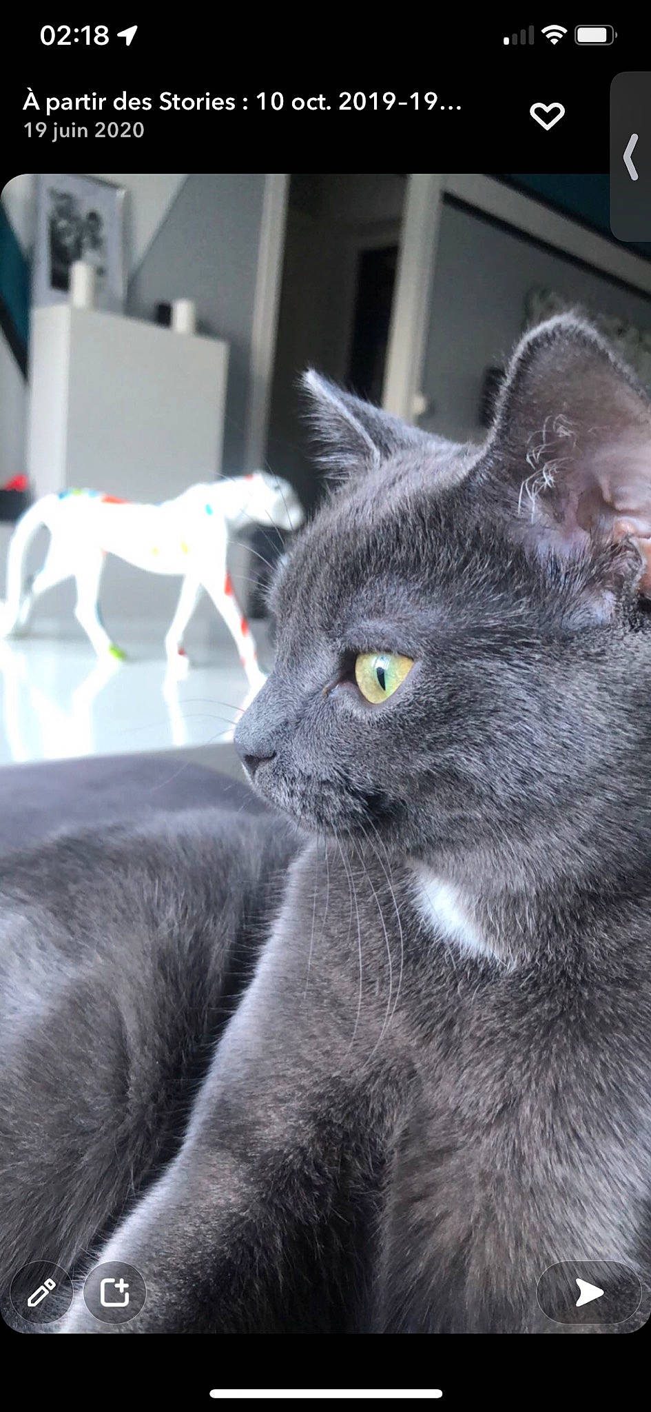 Guizmo participe au concours pour gagner de l'argent avec cette photo : black_cat, carnivore, cat, domestic_short_haired_cat, felidae, fur, grey, mammal, russian_blue, small_to_medium_sized_cats, snout, terrestrial_animal, vertebrate, whiskers