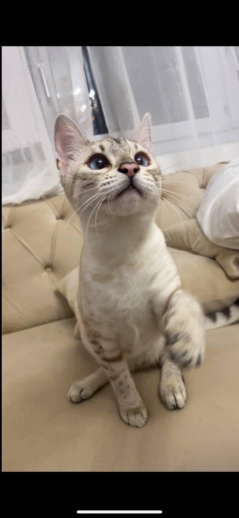 Kiara a rejoint le concours — aidez-le/la à gagner de superbes lots ! carnivore, cat, comfort, couch, domestic_short_haired_cat, eye, fawn, felidae, foot, fur, paw, sitting, small_to_medium_sized_cats, snout, tail, terrestrial_animal, whiskers, window