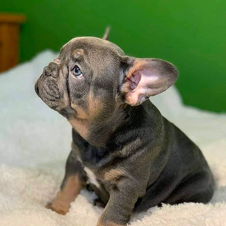 Rhino is registered to the contest to win money with this photo: bulldog, canidae, carnivore, companion_dog, dog, dog_breed, ear, fawn, french_bulldog, mammal, non_sporting_group, puppy, rare_breed_dog, snout, sporting_group, toy_bulldog, vertebrate