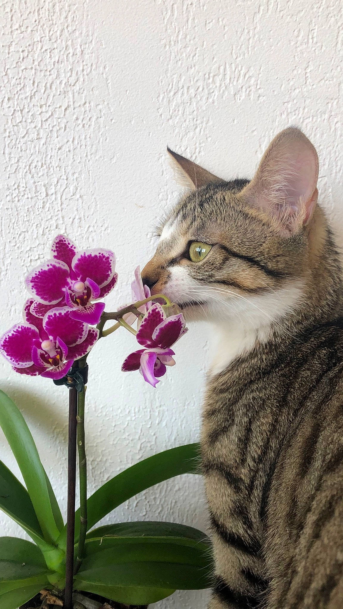 Satis a rejoint le concours — aidez-le/la à gagner de superbes lots ! art, carnivore, cat, domestic_short_haired_cat, felidae, flower, flowering_plant, fur, magenta, moth_orchid, paw, pedicel, petal, plant, small_to_medium_sized_cats, snout, tail, terrestrial_animal, terrestrial_plant, whiskers
