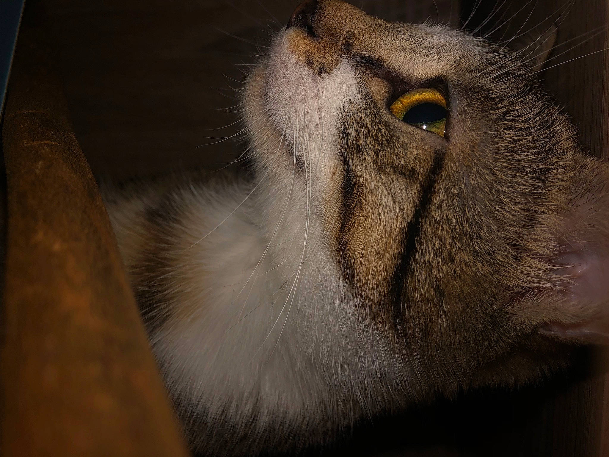 Satis participe au concours pour gagner de l'argent avec cette photo : carnivore, cat, domestic_short_haired_cat, ear, felidae, fur, grey, macro_photography, small_to_medium_sized_cats, terrestrial_animal, whiskers, wildlife