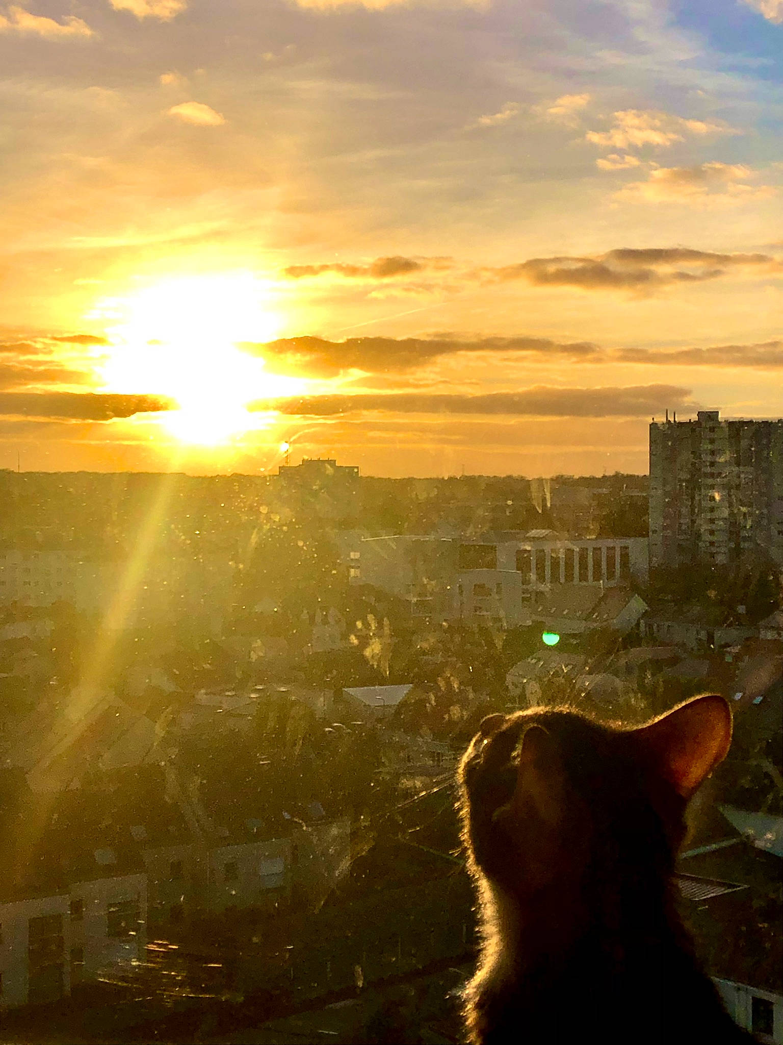 Satis participe au concours pour gagner de l'argent avec cette photo : afterglow, atmosphere, atmospheric_phenomenon, building, carnivore, cat, cloud, dusk, felidae, horizon, light, orange, red_sky_at_morning, sky, sun, sunlight, sunrise, sunset, tints_and_shades, tower_block