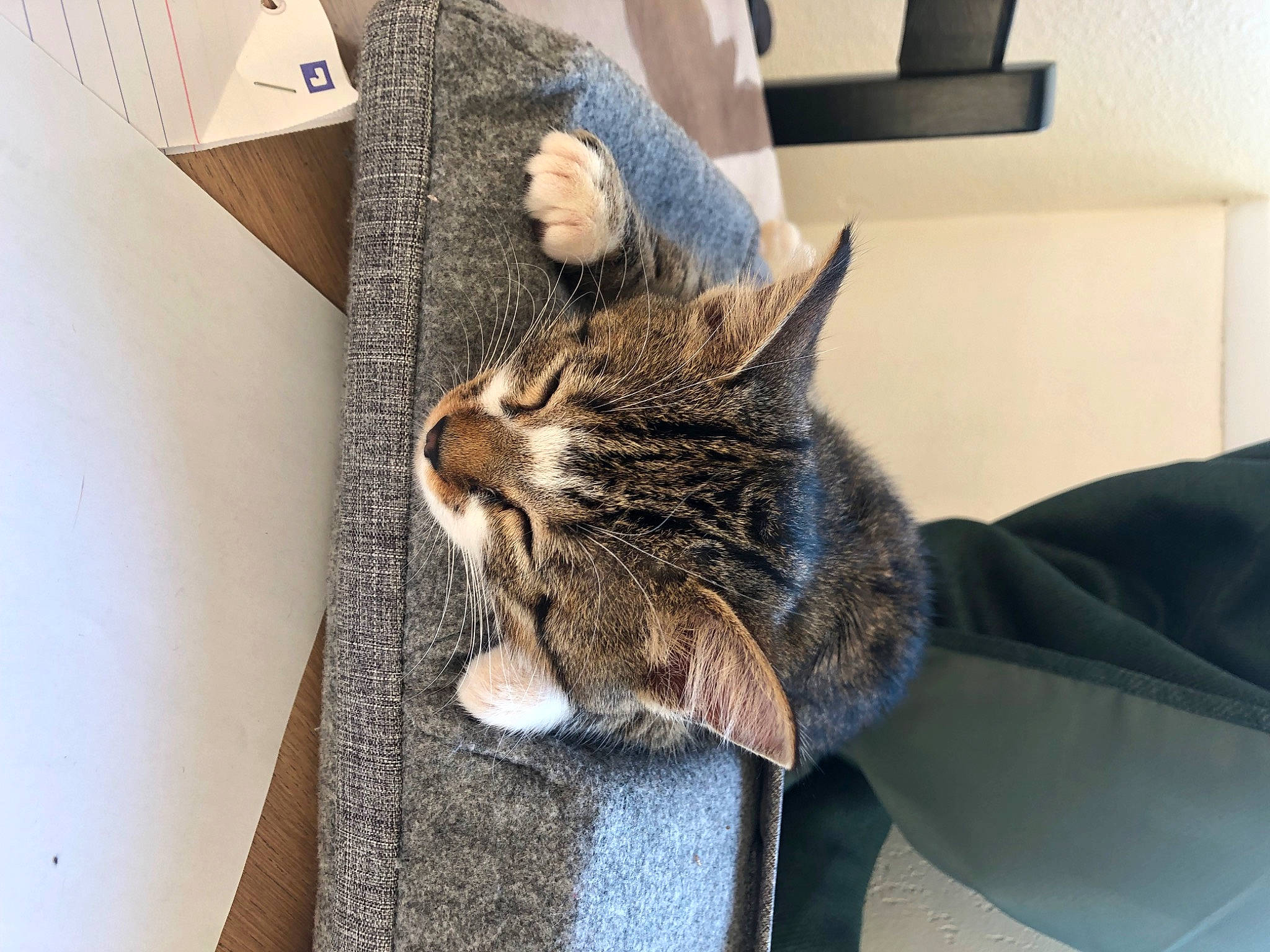 Satis participe au concours pour gagner de l'argent avec cette photo : carnivore, cat, claw, comfort, domestic_short_haired_cat, ear, felidae, fur, nap, paw, sitting, small_to_medium_sized_cats, snout, tail, whiskers, wood