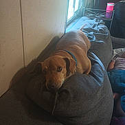 Willis is registered to the contest to win money with this photo: blanket, brown_dog, child, collar, couch, cozy, dog, domestic_animal, furniture, gray_cushion, home, indoor, lamp, living_room, natural_light, pet, relaxed, resting, table, window