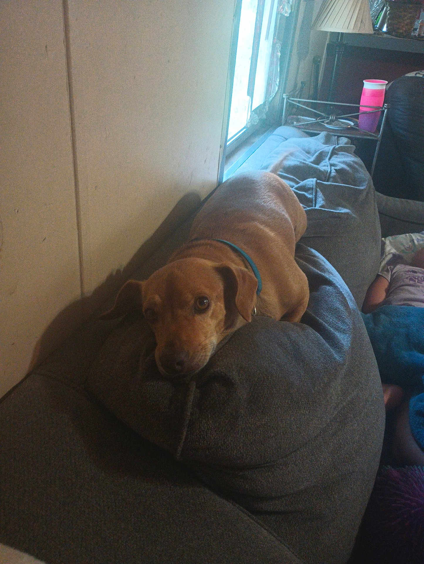 Willis