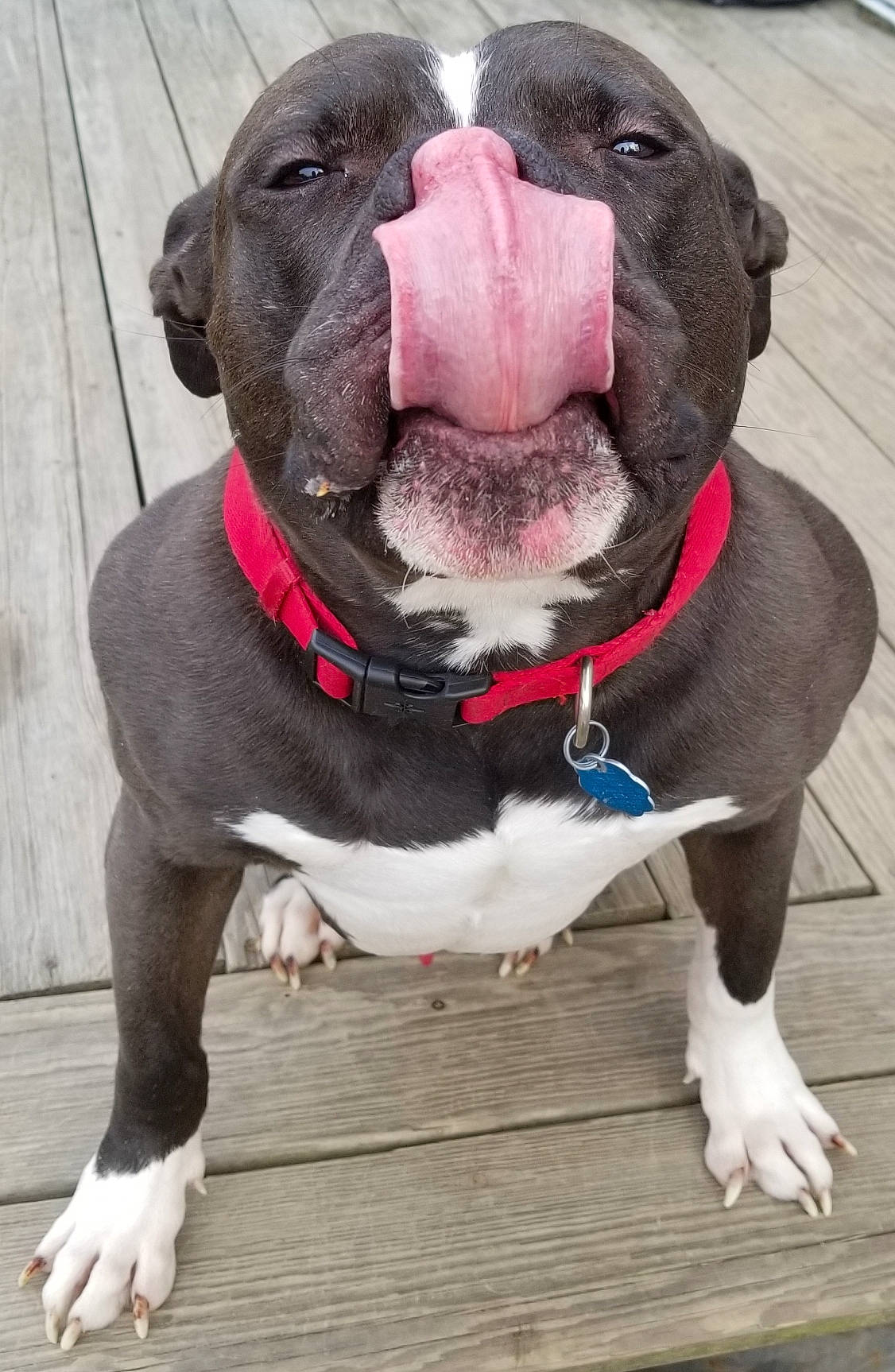 Miko is registered to the contest to win money with this photo: canidae, carnivore, collar, companion_dog, dog, dog_breed, dog_collar, dog_supply, fashion_accessory, fawn, fur, grey, leash, liver, pet_supply, snout, sporting_group, terrestrial_animal, whiskers, working_animal