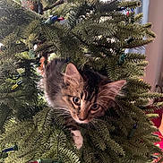 Mittens is registered to the contest to win money with this photo: kitten, cat, christmas_tree, tree, greenery, christmas_lights, decorations, pet, animal, curious, indoor, holiday, feline, branches, closeup, cute, playful, whiskers, young_cat, nature