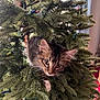 kitten, cat, christmas_tree, tree, greenery, christmas_lights, decorations, pet, animal, curious, indoor, holiday, feline, branches, closeup, cute, playful, whiskers, young_cat, nature