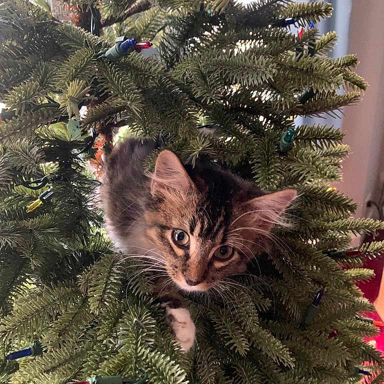 Mittens is registered to the contest to win money with this photo: animal, branches, cat, christmas_lights, christmas_tree, closeup, curious, cute, decorations, feline, greenery, holiday, indoor, kitten, nature, pet, playful, tree, whiskers, young_cat