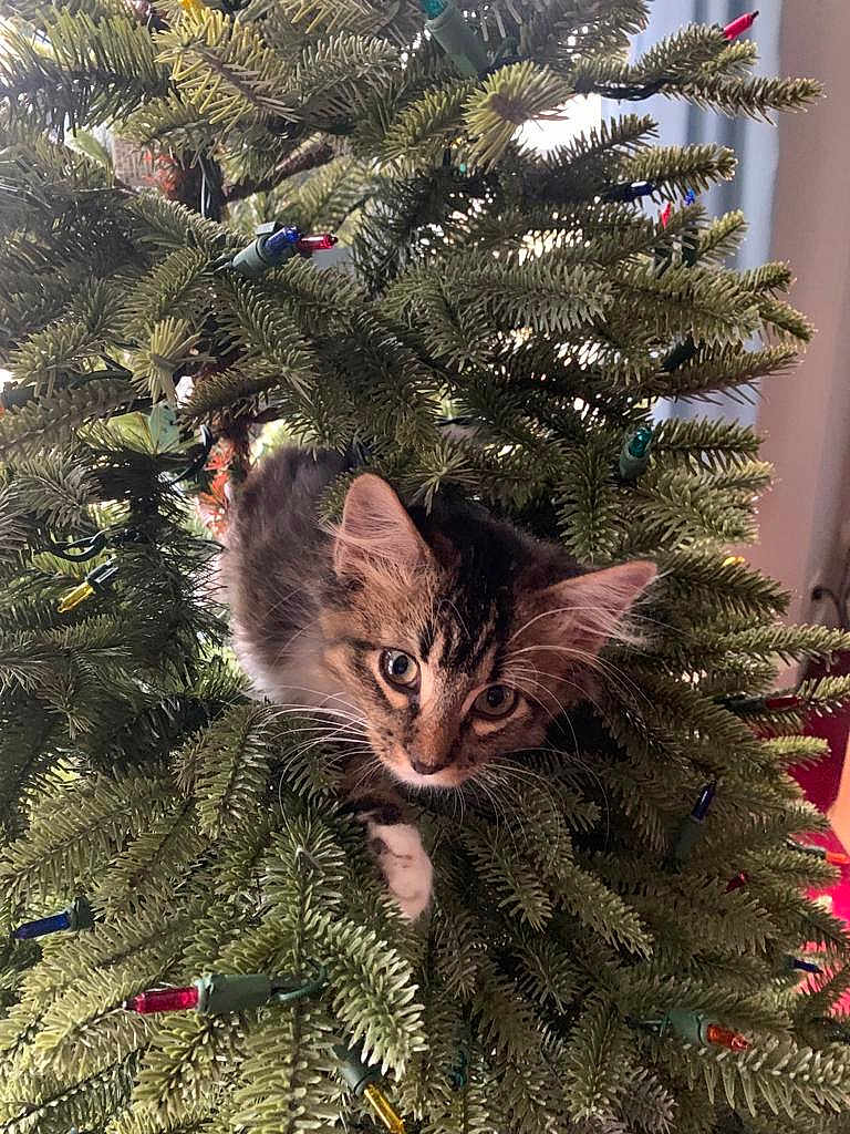 Mittens is registered to the contest to win money with this photo: kitten, cat, christmas_tree, tree, greenery, christmas_lights, decorations, pet, animal, curious, indoor, holiday, feline, branches, closeup, cute, playful, whiskers, young_cat, nature