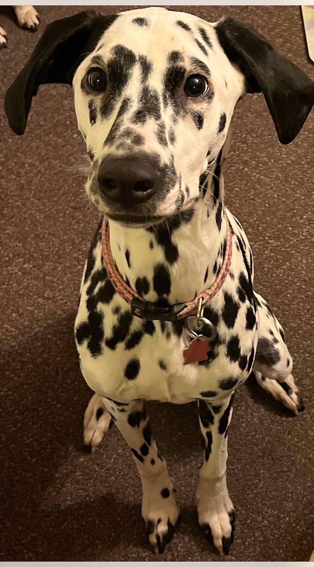 Florian Rose is registered to the contest to win money with this photo: animal, canine, dalmatian, dog, person, pet, puppy