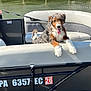 dog, boat, water, river, leash, seat, happy, tongue_out, outdoor, pet, animal, dock, sunlight, black_boat, white_seat, fur, curly_fur, playful, summer, daytime