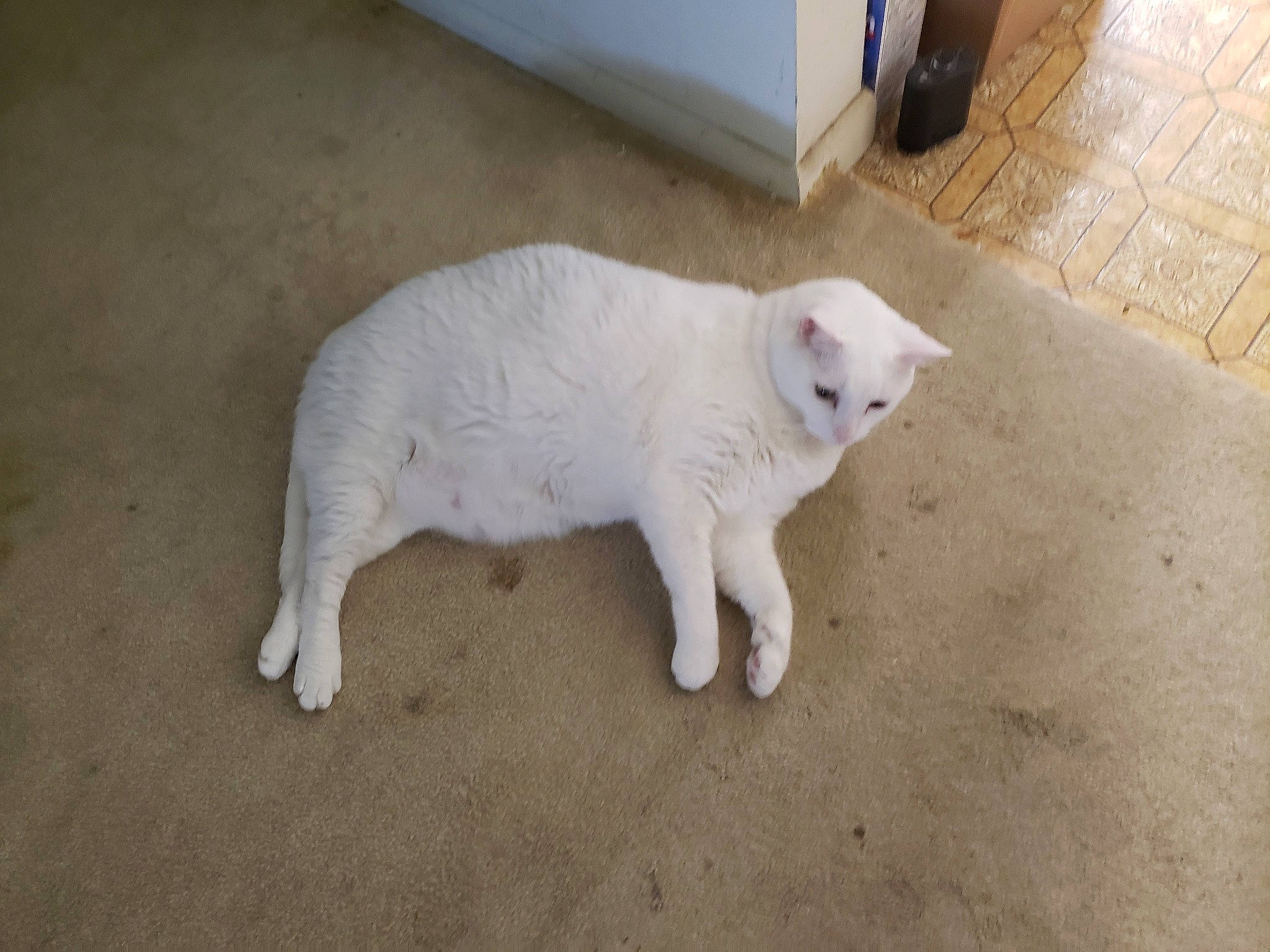 Dusty is registered to the contest to win money with this photo: canidae, carnivore, cat, claw, dog_breed, domestic_short_haired_cat, fawn, felidae, flooring, fur, gas, hardwood, paw, small_to_medium_sized_cats, snout, sporting_group, tail, terrestrial_animal, whiskers, wood