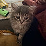 kitten, cat, gray_fur, curious, indoor, cozy, textile, blanket, cushion, soft, pet, animal, cute, small, whiskers, ears, closeup, furniture, resting, domestic_animal