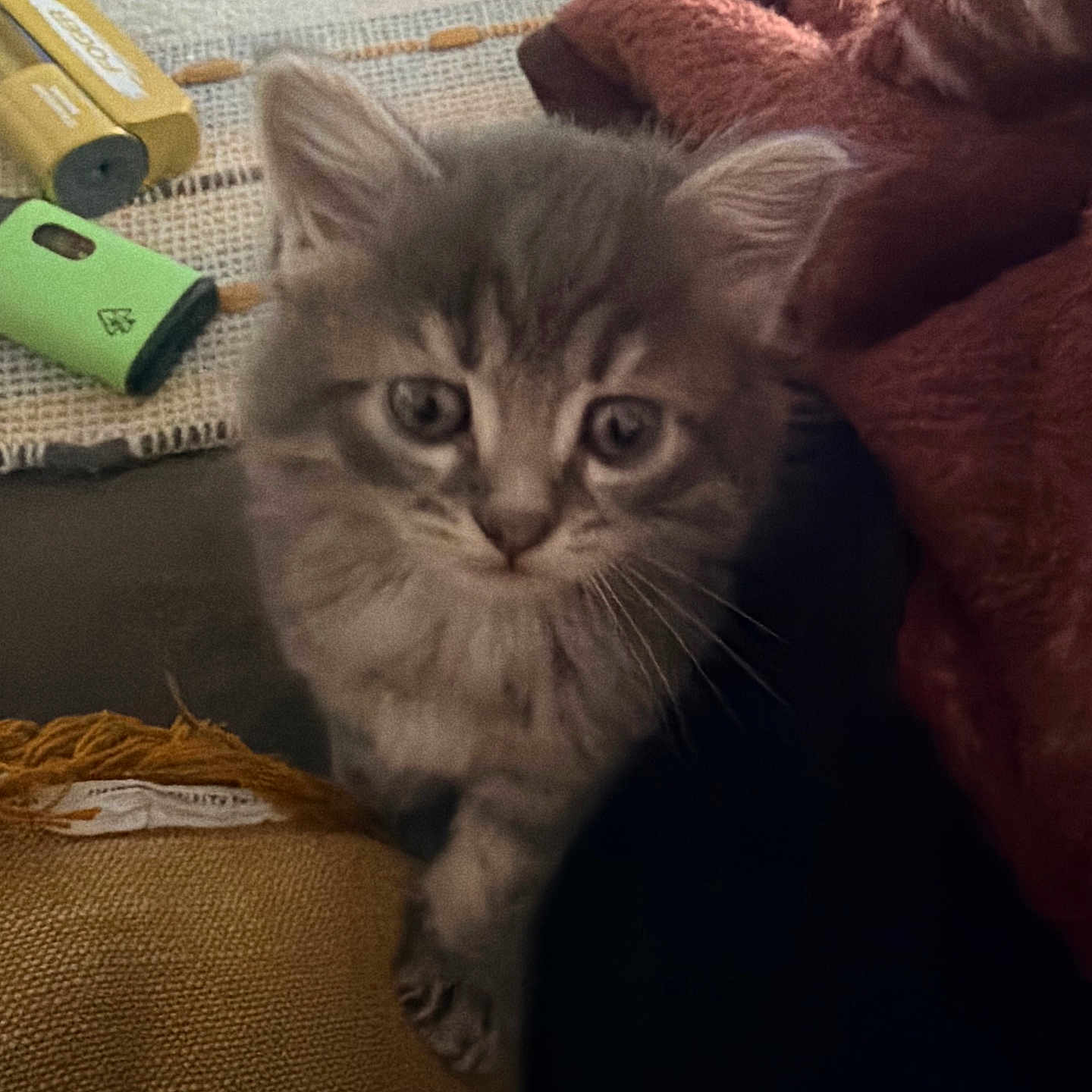 Gizmo