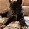Lyos a rejoint le concours — aidez-le/la à gagner de superbes lots ! puppy, dog, black_fur, couch, indoor, pet, young_dog, fur, ears, paw, nose, texture, cozy, relaxing, looking, animal, home, cute, laying_down, portrait