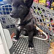 Lyos a rejoint le concours — aidez-le/la à gagner de superbes lots ! puppy, dog, shopping_cart, grocery_store, pet, black_fur, white_markings, leash, curious, alert, person_hand, shelves, packaged_goods, indoor, shopping, animal, pet_accessory, floor_tile, plastic_cart, closeup