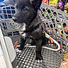 puppy, dog, shopping_cart, grocery_store, pet, black_fur, white_markings, leash, curious, alert, person_hand, shelves, packaged_goods, indoor, shopping, animal, pet_accessory, floor_tile, plastic_cart, closeup
