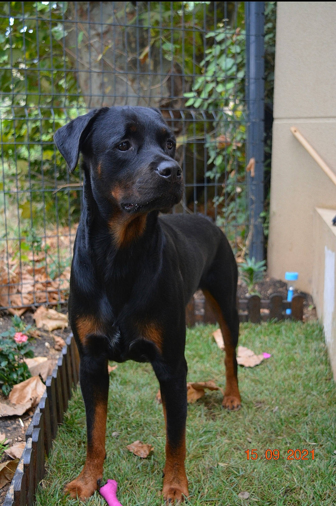 Chester a rejoint le concours — aidez-le/la à gagner de superbes lots ! canidae, carnivore, companion_dog, dog, dog_breed, fawn, flowerpot, grass, guard_dog, hound, hunting_dog, liver, plant, snout, sporting_group, terrestrial_animal, working_animal, working_dog