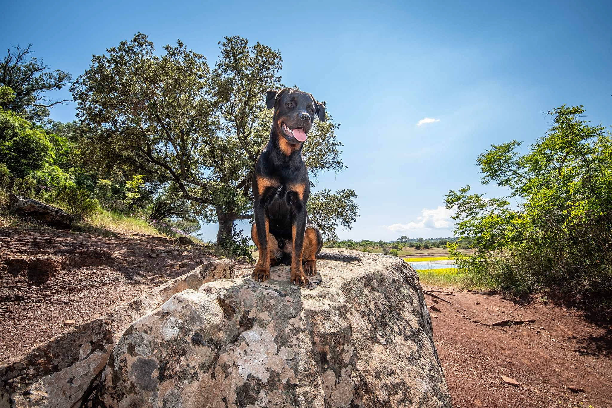 Chester participe au concours pour gagner de l'argent avec cette photo : adventure, bedrock, carnivore, cloud, dog, dog_breed, fawn, landscape, leisure, people_in_nature, plant, recreation, sky, soil, sunlight, tree, trunk, wildlife, wood, working_animal