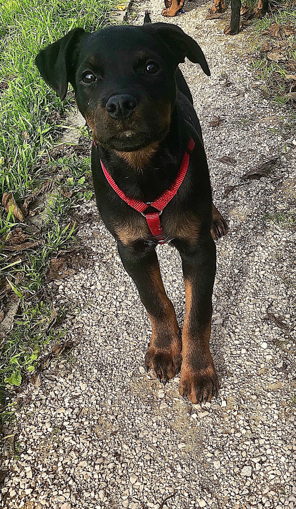 Chester participe au concours pour gagner de l'argent avec cette photo : borador, canidae, carnivore, collar, companion_dog, dog, dog_breed, dog_collar, fawn, fur, grass, gun_dog, liver, pet_supply, plant, snout, sporting_group, terrestrial_animal, whiskers, working_animal