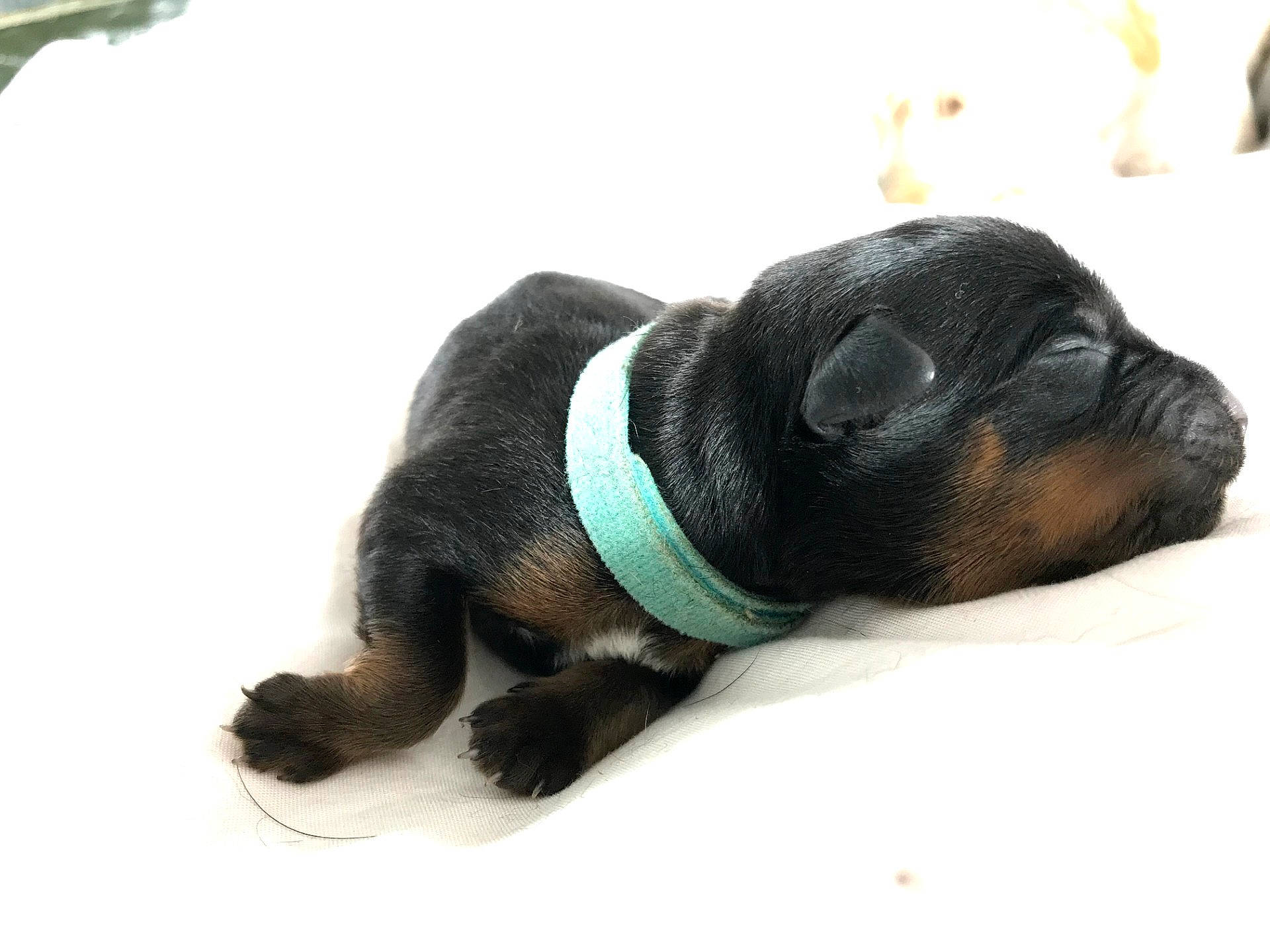 Chester a rejoint le concours — aidez-le/la à gagner de superbes lots ! borador, carnivore, collar, comfort, companion_dog, dog, dog_breed, dog_clothes, dog_supply, fur, guard_dog, liver, paw, snout, tail, terrestrial_animal, toy_dog, whiskers, working_animal, working_dog