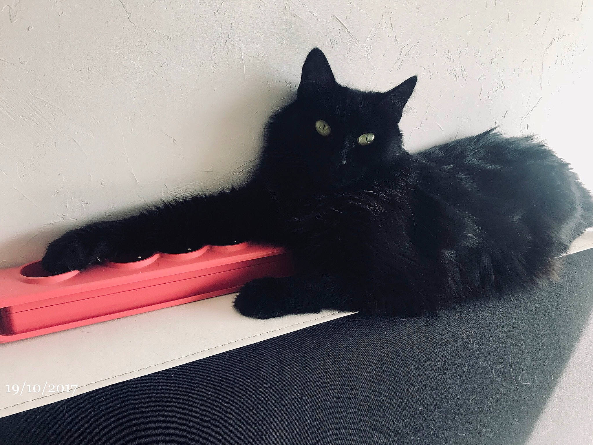 Perle a rejoint le concours — aidez-le/la à gagner de superbes lots ! asian, black, black_cat, bombay, carnivore, cat, domestic_long_haired_cat, domestic_short_haired_cat, eye, felidae, fur, kitten, paw, polydactyl_cat, small_to_medium_sized_cats, tail, whiskers